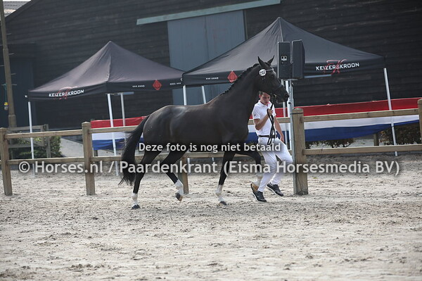 202 Kisskarla (Ferdeaux x Zikarla v. Scandic)