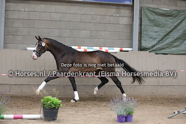 55 Olla (Escamillo x Aloo v. Stedinger)