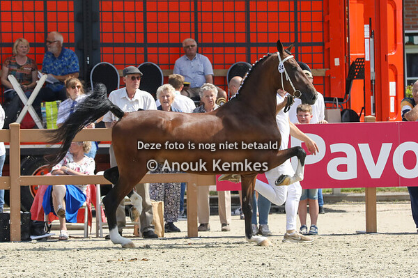 NMK 3 Jarige merries 