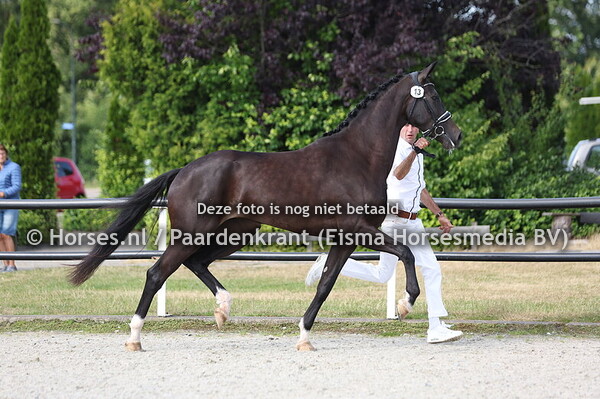 13 SEPETA'I (LENNOX U.S. x JUUL V FERDEAUX)