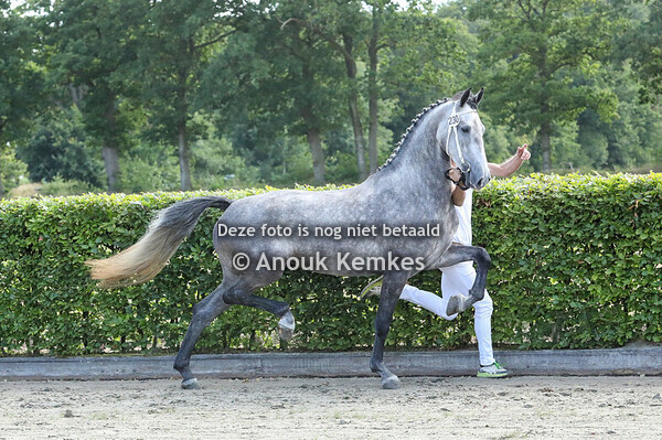 Silvia ( Magnifiek x Patijn ) 