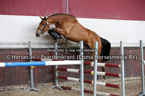 25-05-25 Stamboekkeuring KWPN Boijl