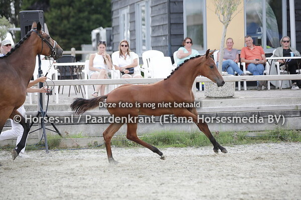 16 Sauvignon )Desperado x Annastasia v. Prestige)