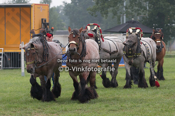 Belgische trekpaarden