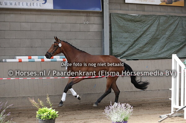 41 Onith (Iconic x Zenith v. Solitair)