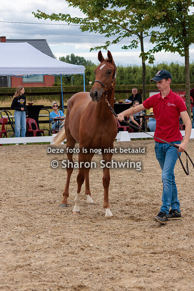 Vrouwelijke Jaarlingen Dressuur