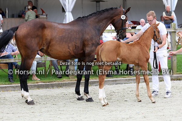 42 Vakapart K (Pride x Floor Sollenburg v. Vivaldi)