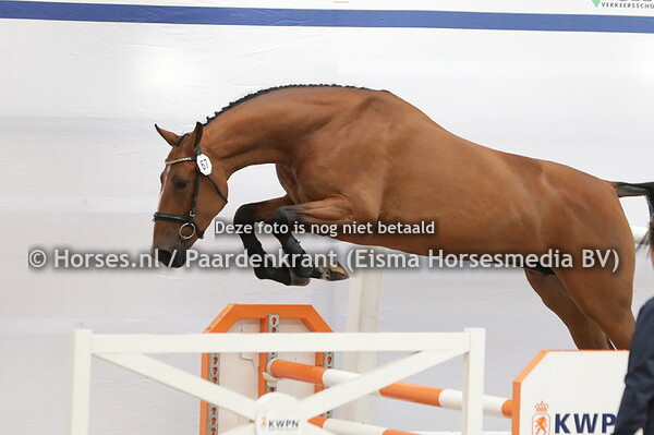 67 Parly Chin VDL (Hardrock x Derly Chin v. For Pleasure)