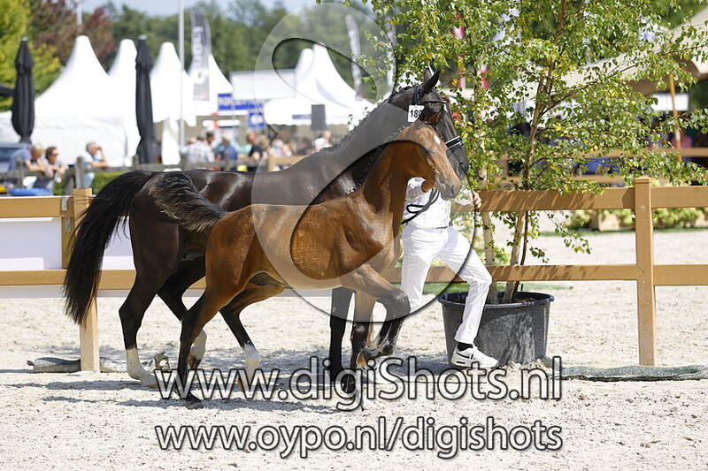 The King J v. Alexandro P