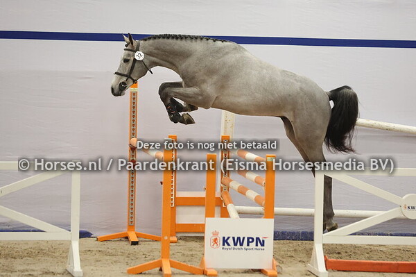 32 Chaccoon Blue x Calvaro Z) (3)