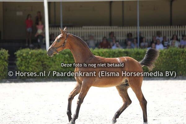 184 Tiara Amanda (Alexandro P x Amnanda II v. Farringron) (1)