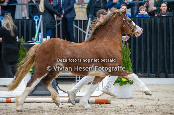 Stamboekhengsten Sectie C