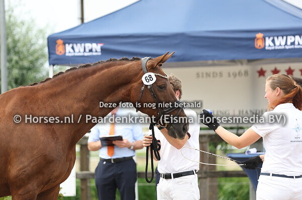 68 Efeera (Zjengis Khan x Rufeera v. Montecristo)