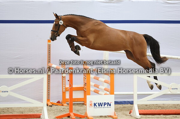 65 Sera di Bella (Cib Ci Senjor x Noletha v. Maestro vd Bisschop)