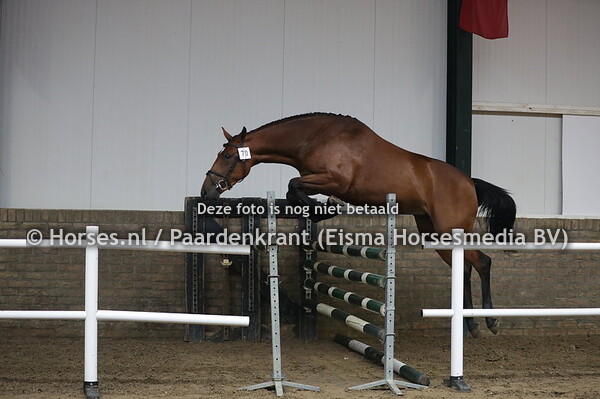 70 Marjo (Etoulon x Zindalie v. Indoctro)