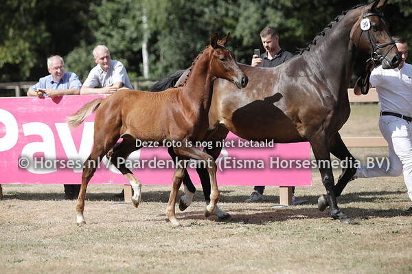 30 Simply Red (Mowgli V.O.D. x Apache)