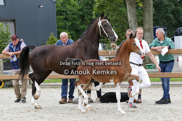 023 - UNIEK HM OLYMPUS HS X DELVIRO HBC H. MINKEMA, DE WILGEN