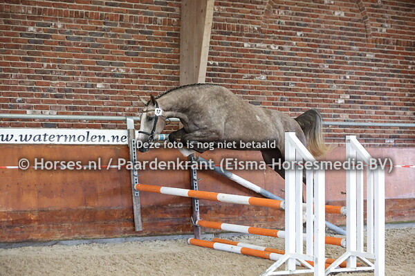 17 Sedoselli vd Watermolen (Carambole x Jedoselli v. Dakar)