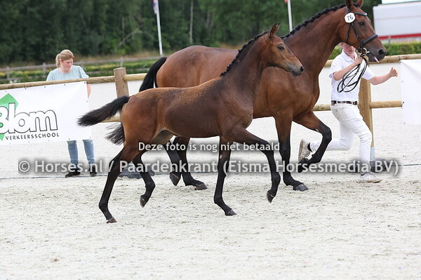 76 Violita Roos (O'Frederic x felita Roos v. Uphill)