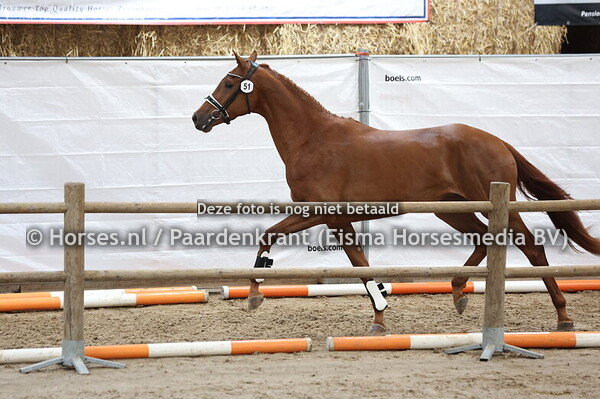 51 NN (Vaderland x Flora v. Floriscount)