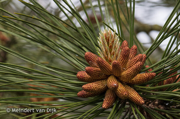 MCL - Mien Ruys-tuin 2