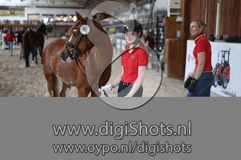 Monchyndaer Dragonfly in Amber