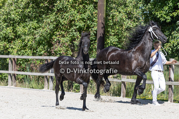 Rubriek 02 merrieveulens