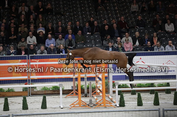 1 Amant Keizersberg Z (Aganix de Seigneur x Diamant de semilly x Calvin Z)