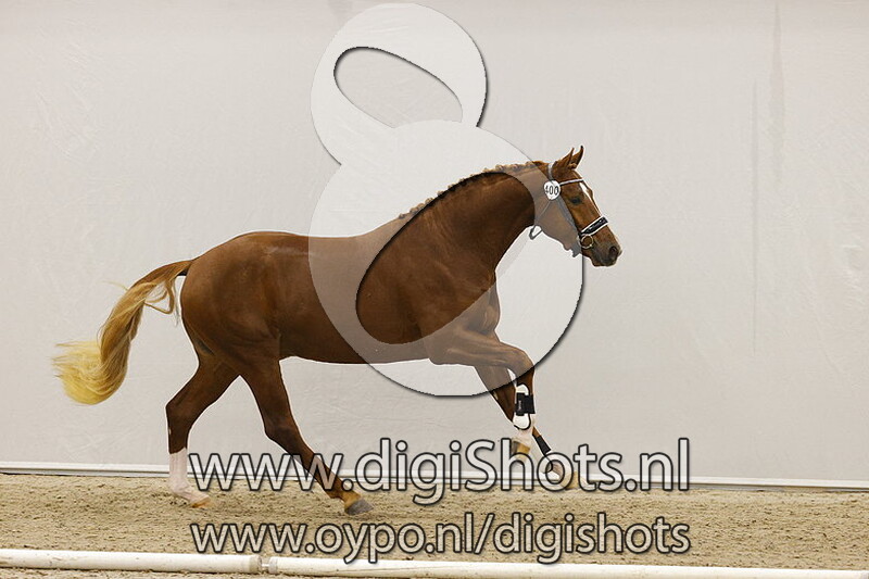 Nexter Carlos O v. For Romance