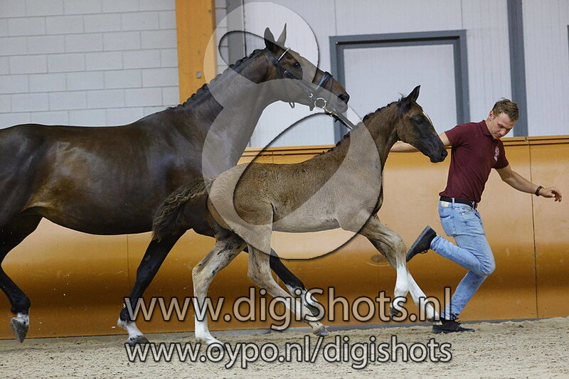 Cyline America Z v. Cornet Star