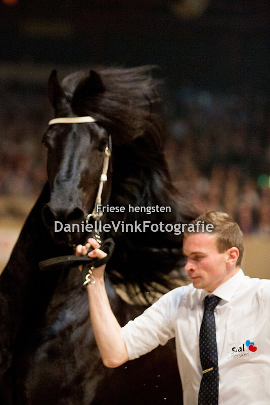 Hengstenkeuring 2018 Tymen 503