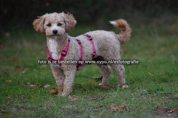 2-11-2025 Drents Friese Woud