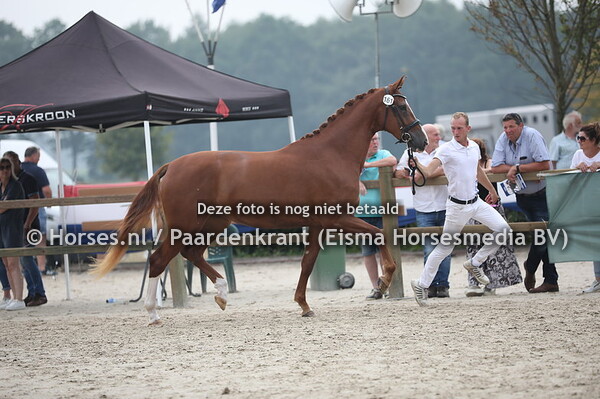 161 Lunavere (Guardian S x Edalien v. Wynton)