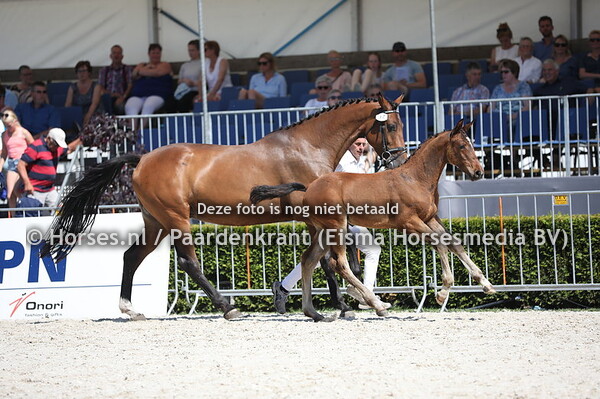 37 Orite (Jenssen VDL x Jorite v. Dakar VDL) (1)