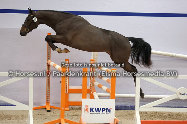 53 (Corlou PS x Foncetti vd Heffinck)