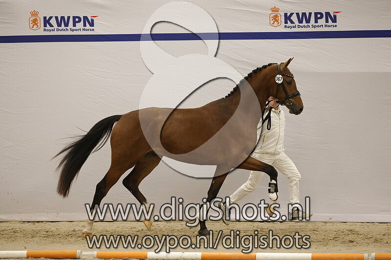 Special Edition Texel v. Glamourdale