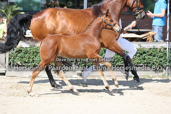 81 Vivella (Highway TN x Rivella v. Le Kannan)