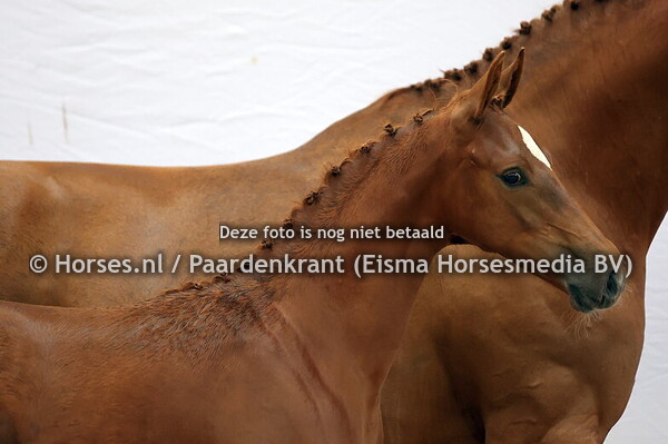 28 Vivianne (Sambucci de Muze x Elianna v. Zapatero)