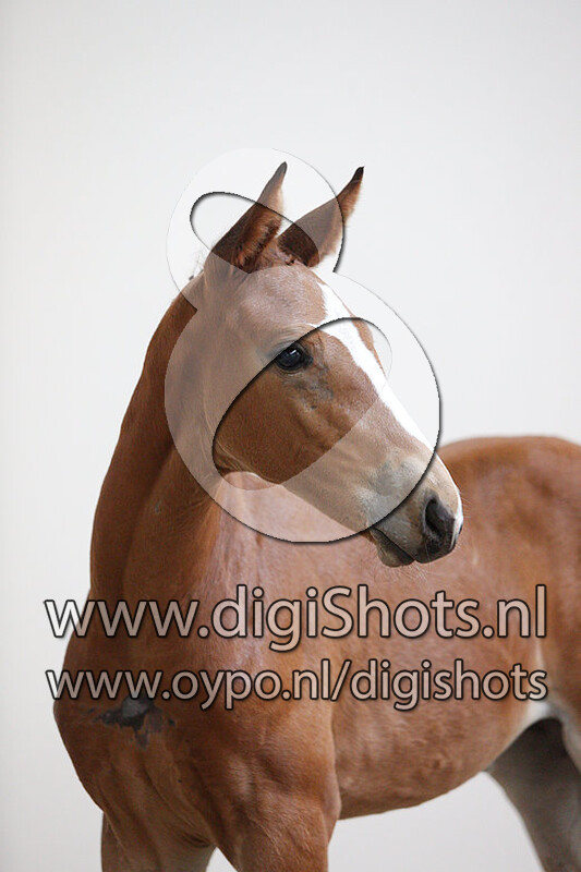 Emeralda van de Eijkhof Z v. Emerald van t Ruytershof