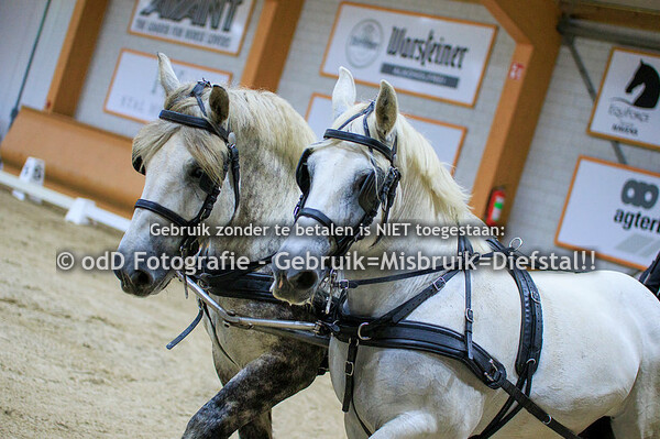 KVTH Tentoonstelling Dressuur Aangespannen 24-08-23