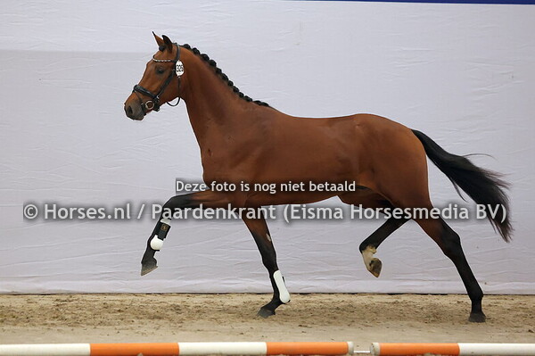 326 (Dutch Dream x Ampere)