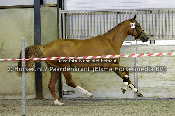 106 Nicci Corita Texel (Glock's Toto jr x Dolce Corieta v. Voice)