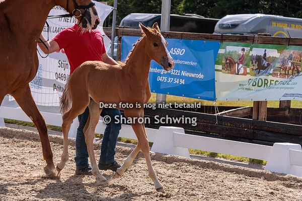 mannelijke springveulens jong