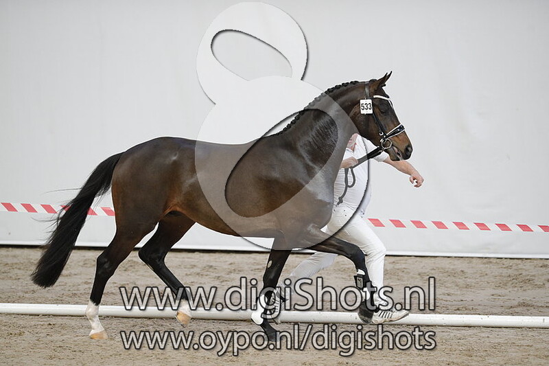 Mister Diamond van de Molenkouter v. Sir Donnerhall