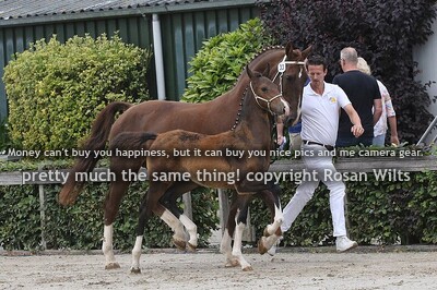 HTNCK25 veulens hengst