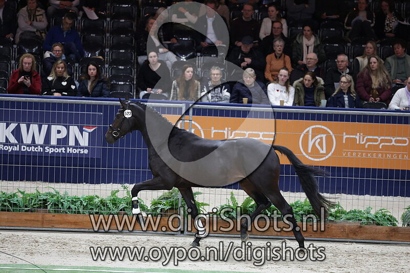 Total Attraction VDV