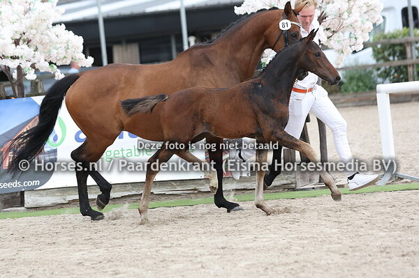 81 Viaplay (Number Two x Faith v. Krack C)