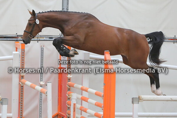 97 Luciaza (Harley VDL x Heradieza v. Falaise de Muze)