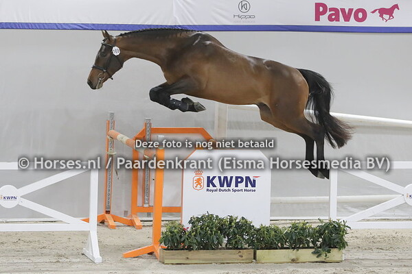 169  Nightfire ES (Quabri de Isle x Tattjana nv. Concorde)