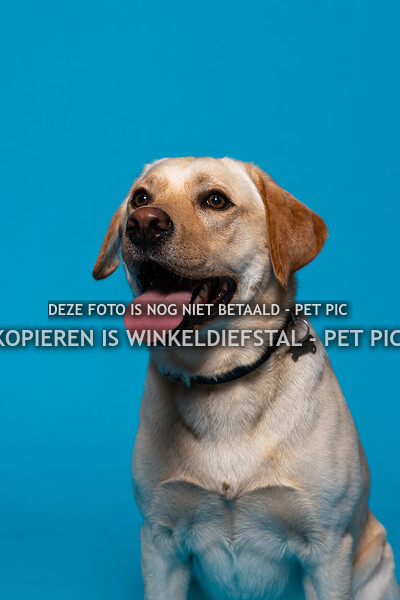 002 hond